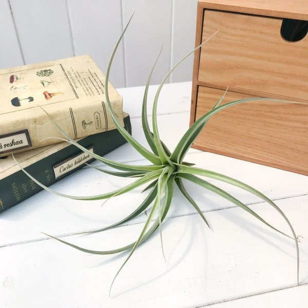 PLANCHU エアプランツ ティランジア ドーラティ × ガルドネリー 1株 W18×H13cm前後 育て方説明書付き Tillandsia duratii × gardneri エアープランツ チランジア