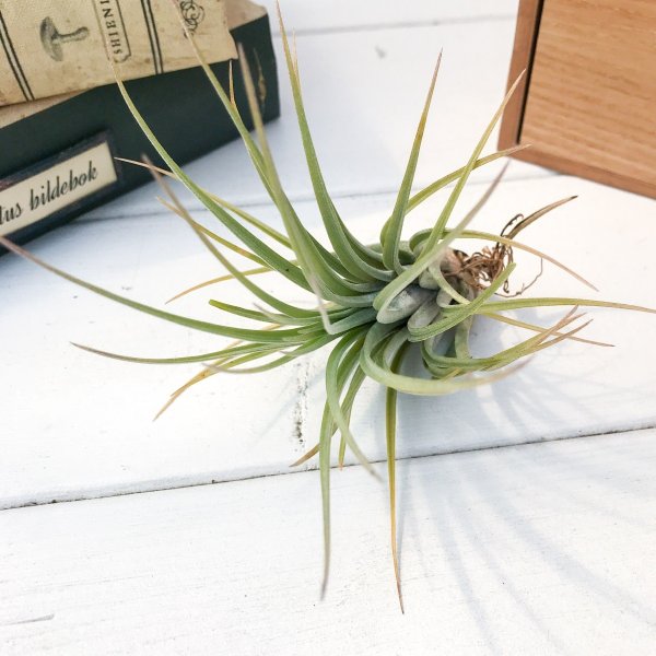 PLANCHU エアプランツ ティランジア ハンメリー 1株 W10×H12cm前後 育て方説明書付き Tillandsia hammeri エアープランツ チランジア
