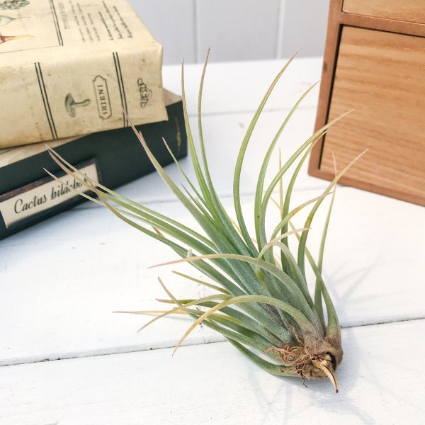 PLANCHU エアプランツ ティランジア ハンメリー 1株 W10×H12cm前後 育て方説明書付き Tillandsia hammeri エアープランツ チランジア