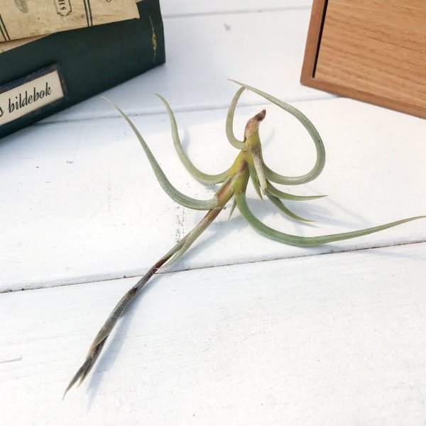 PLANCHU エアプランツ ティランジア ミオスラ 1株 W10×H8cm前後 育て方説明書付き Tillandsia myosura エアープランツ チランジア