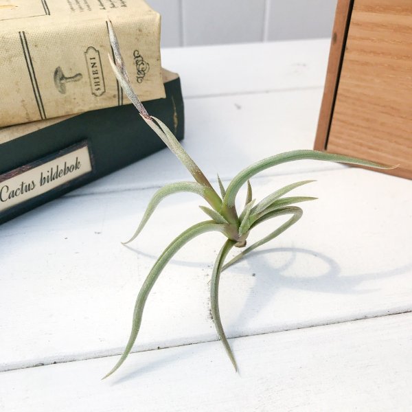PLANCHU エアプランツ ティランジア ミオスラ 1株 W10×H8cm前後 育て方説明書付き Tillandsia myosura エアープランツ チランジア
