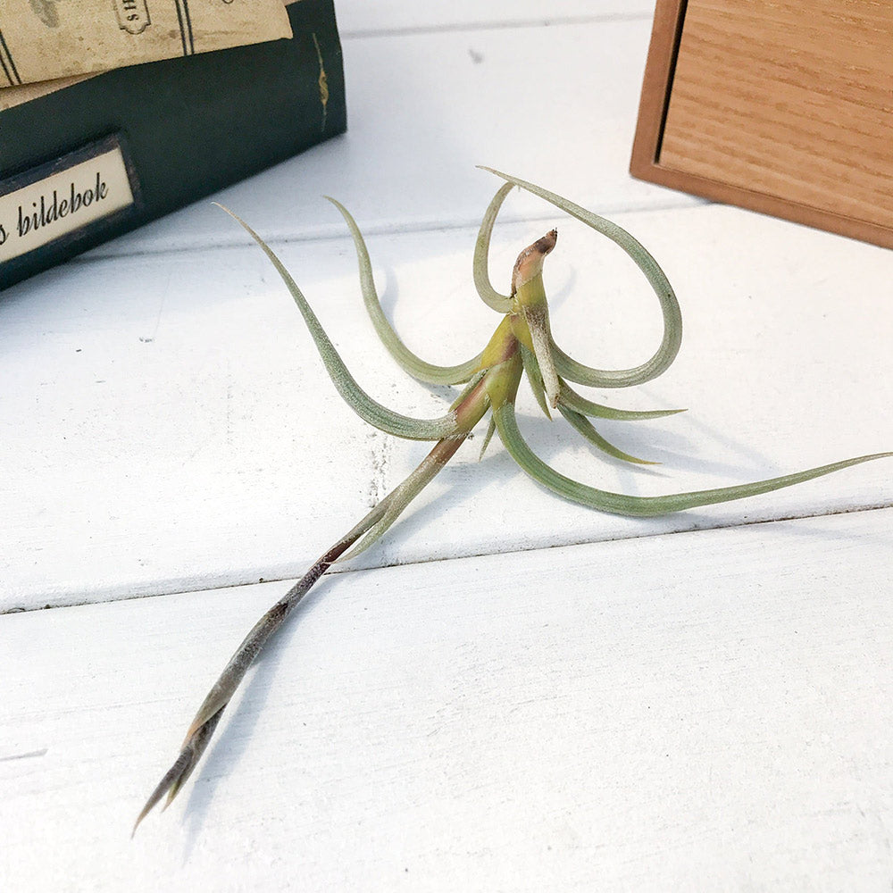 PLANCHU エアプランツ ティランジア ミオスラ 1株 W10×H8cm前後 育て方説明書付き Tillandsia myosura エアープランツ チランジア