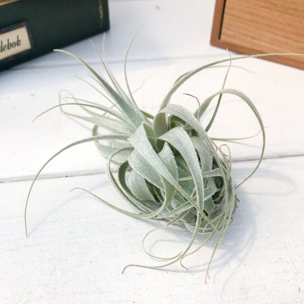 PLANCHU エアプランツ ティランジア ガルドネリー ブライトリーフ ダークフラワー 1株 W4×H7cm前後 育て方説明書付き Tillandsia gardneri エアープランツ チランジア