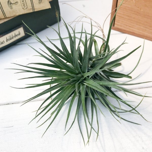 PLANCHU エアプランツ ティランジア ストリクタ コンパクタ 1株 W8×H8cm前後 育て方説明書付き Tillandsia stricta ‘Compacta’ エアープランツ チランジア