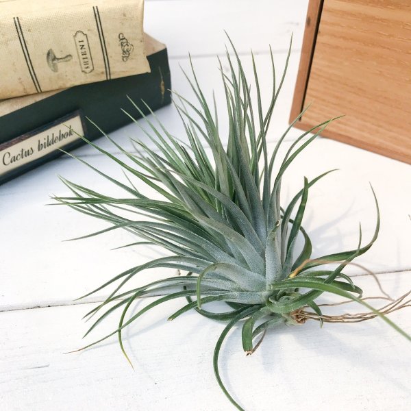 PLANCHU エアプランツ ティランジア ストリクタ コンパクタ 1株 W8×H8cm前後 育て方説明書付き Tillandsia stricta ‘Compacta’ エアープランツ チランジア
