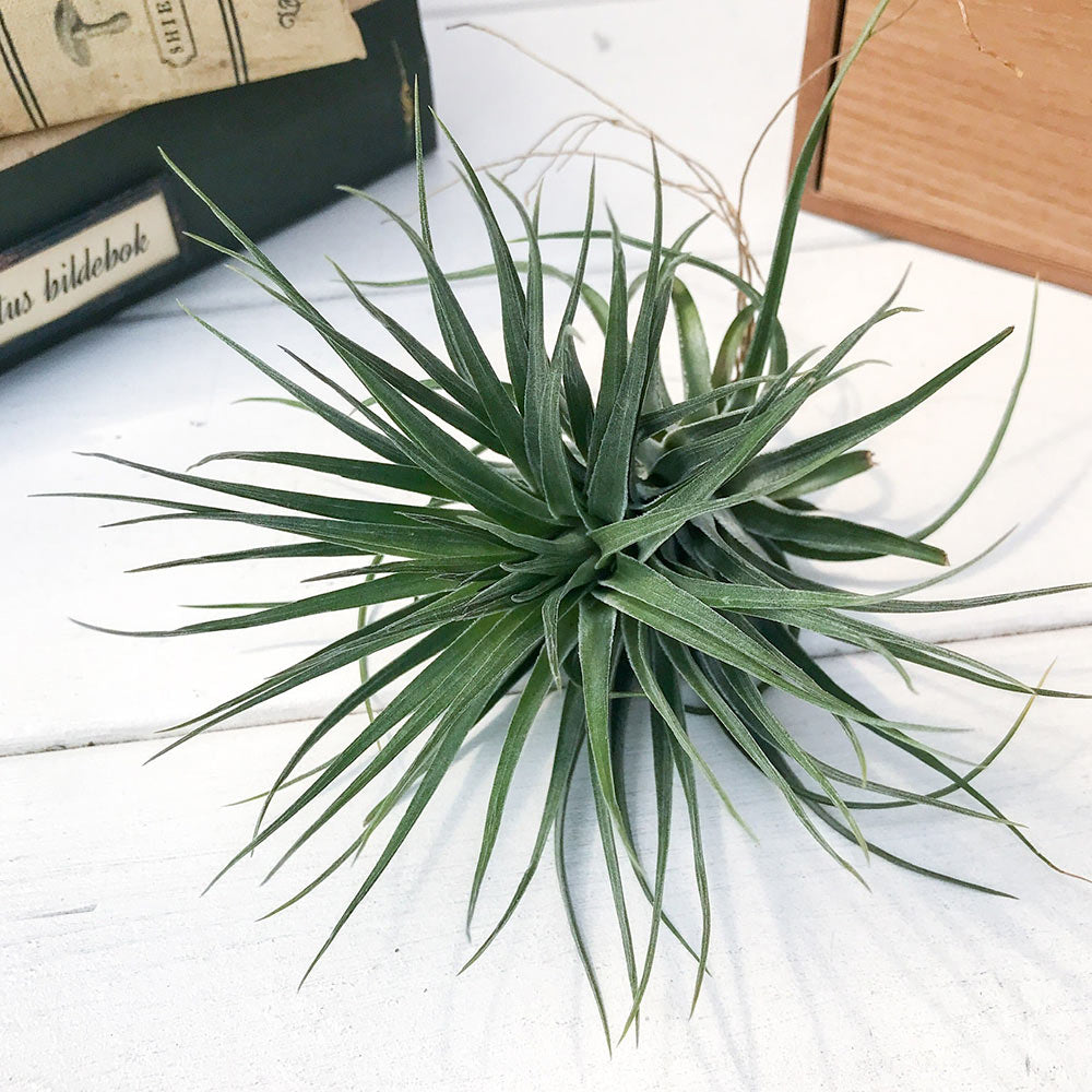 PLANCHU エアプランツ ティランジア ストリクタ コンパクタ 1株 W8×H8cm前後 育て方説明書付き Tillandsia stricta ‘Compacta’ エアープランツ チランジア
