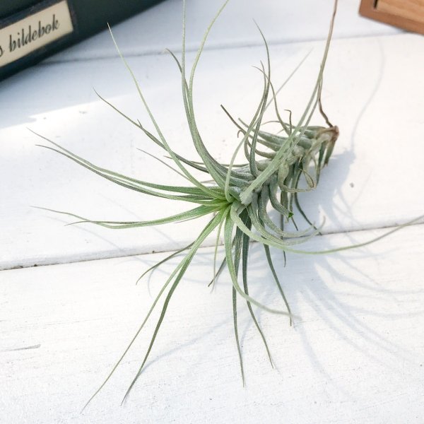 PLANCHU エアプランツ ティランジア ヘテロモルファ 1株 W5×H7cm前後 育て方説明書付き Tillandsia heteromorpha エアープランツ チランジア
