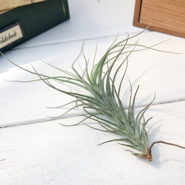 PLANCHU エアプランツ ティランジア ヘテロモルファ 1株 W5×H7cm前後 育て方説明書付き Tillandsia heteromorpha エアープランツ チランジア