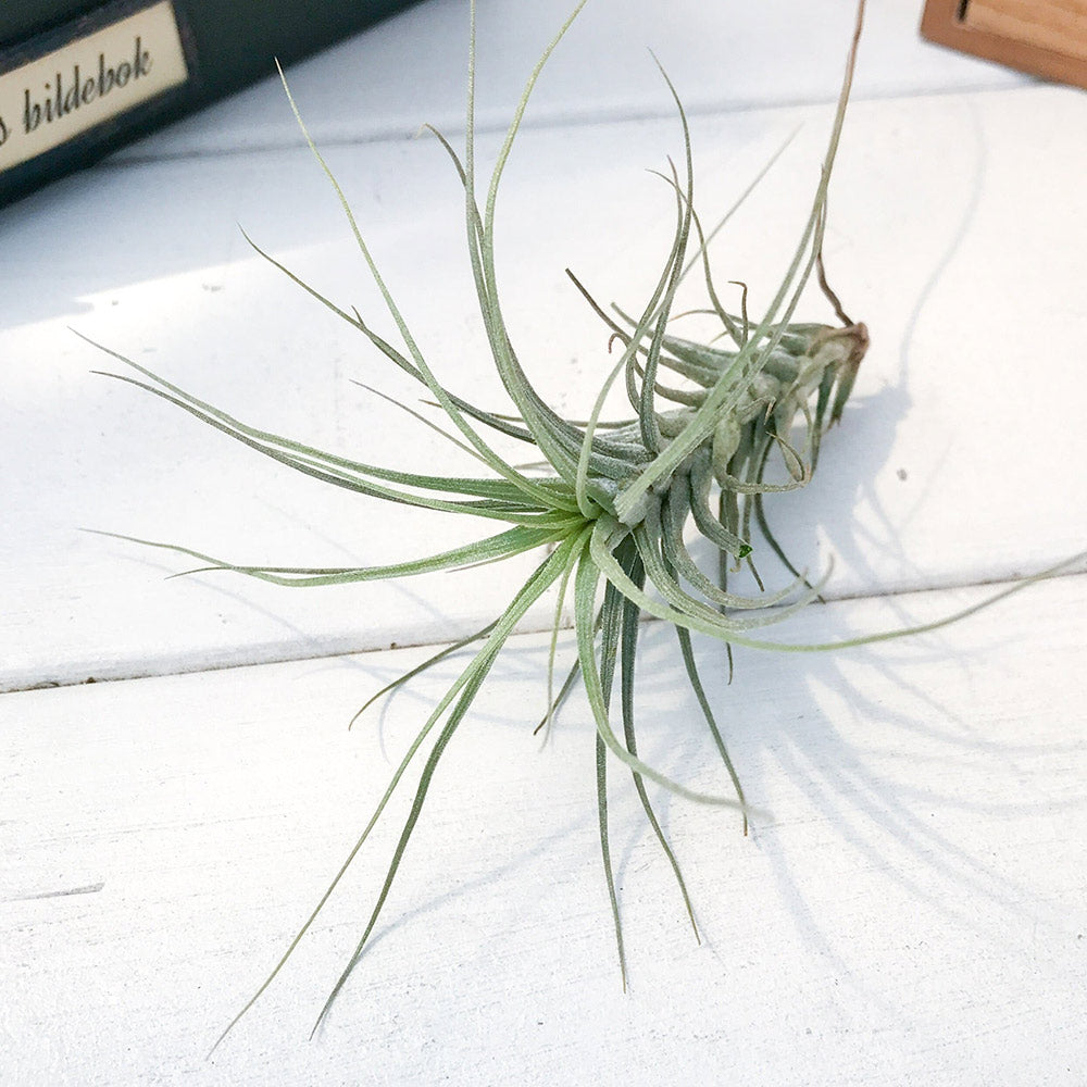 PLANCHU エアプランツ ティランジア ヘテロモルファ 1株 W5×H7cm前後 育て方説明書付き Tillandsia heteromorpha エアープランツ チランジア