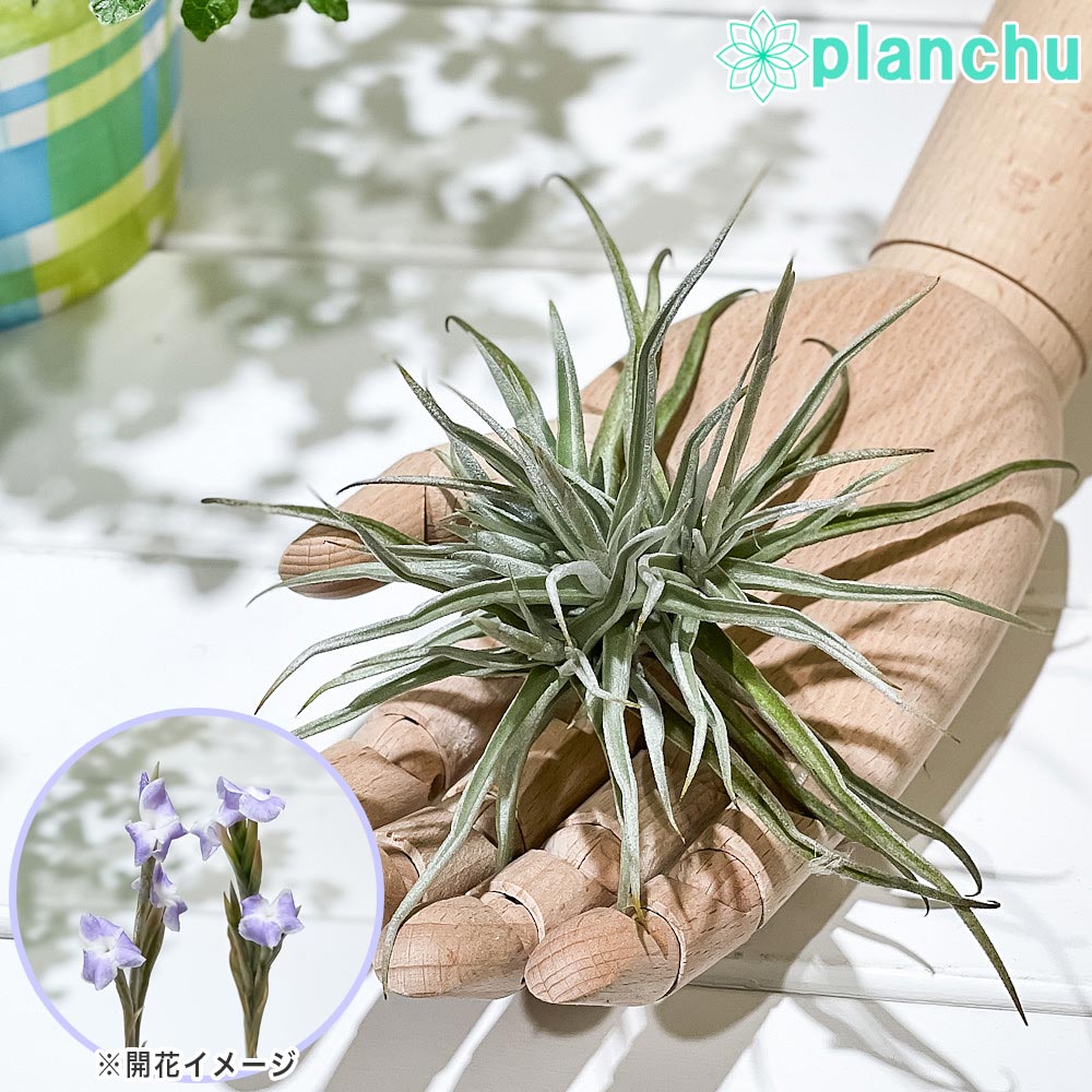 PLANCHU エアプランツ ティランジア ライヘンバッキー クランプ 1株 W15×H15cm前後 育て方説明書付き Tillandsia reichenbachii エアープランツ チランジア