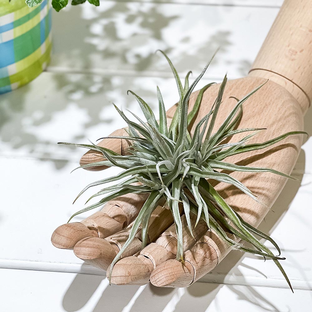 PLANCHU エアプランツ ティランジア ライヘンバッキー クランプ 1株 W15×H15cm前後 育て方説明書付き Tillandsia reichenbachii エアープランツ チランジア