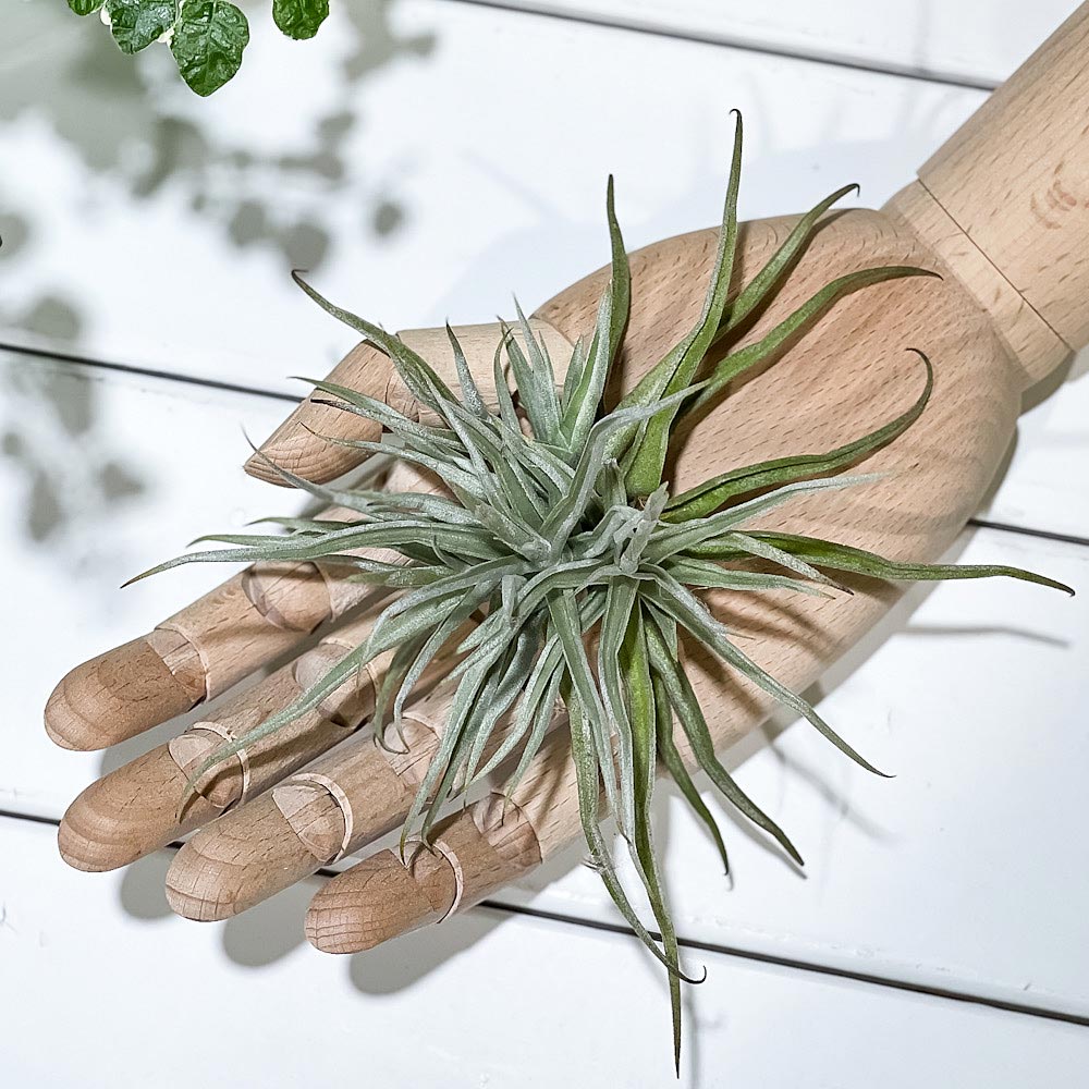 PLANCHU エアプランツ ティランジア ライヘンバッキー クランプ 1株 W15×H15cm前後 育て方説明書付き Tillandsia reichenbachii エアープランツ チランジア