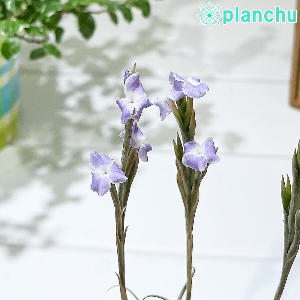 PLANCHU エアプランツ ティランジア ライヘンバッキー クランプ 1株 W15×H15cm前後 育て方説明書付き Tillandsia reichenbachii エアープランツ チランジア