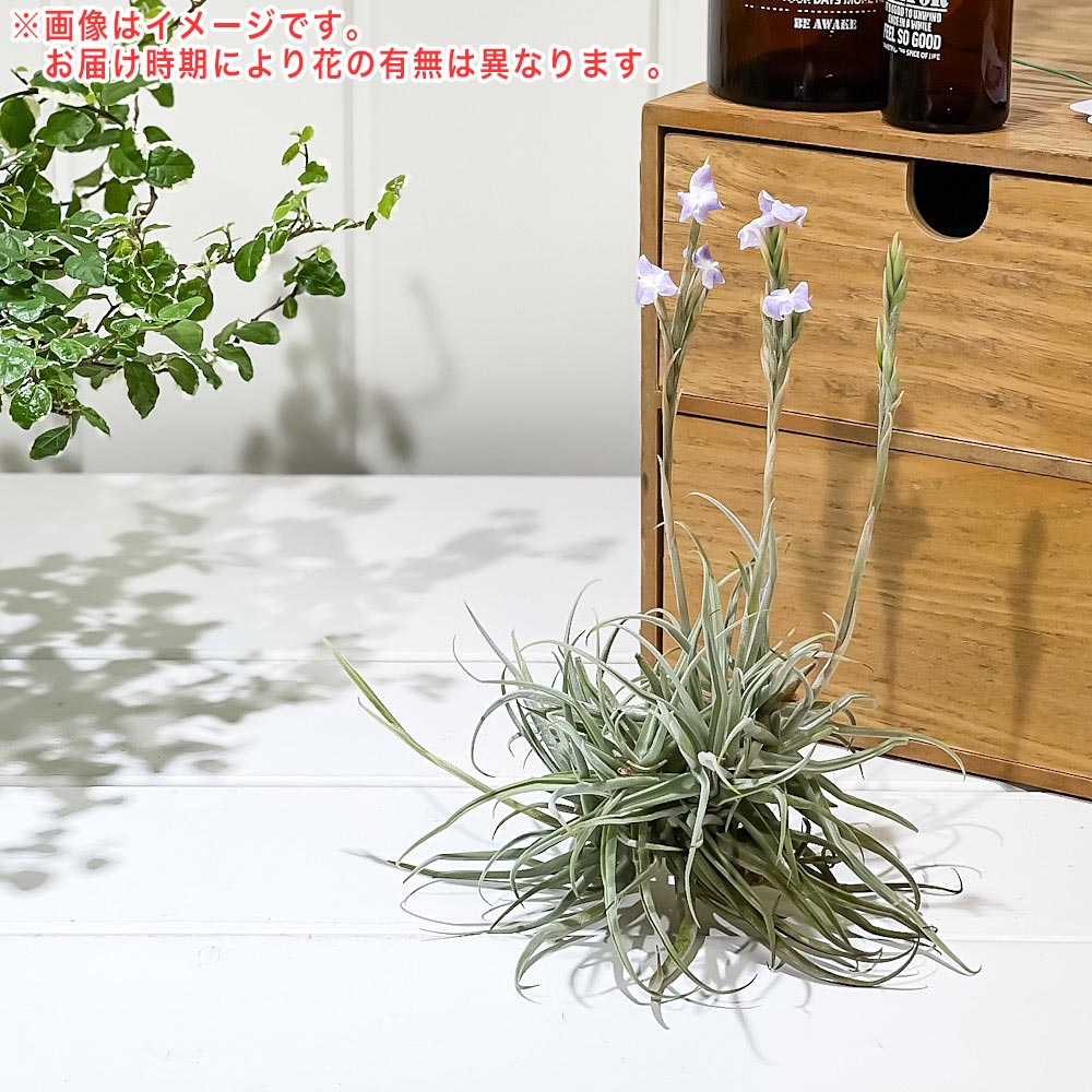 PLANCHU エアプランツ ティランジア ライヘンバッキー クランプ 1株 W15×H15cm前後 育て方説明書付き Tillandsia reichenbachii エアープランツ チランジア