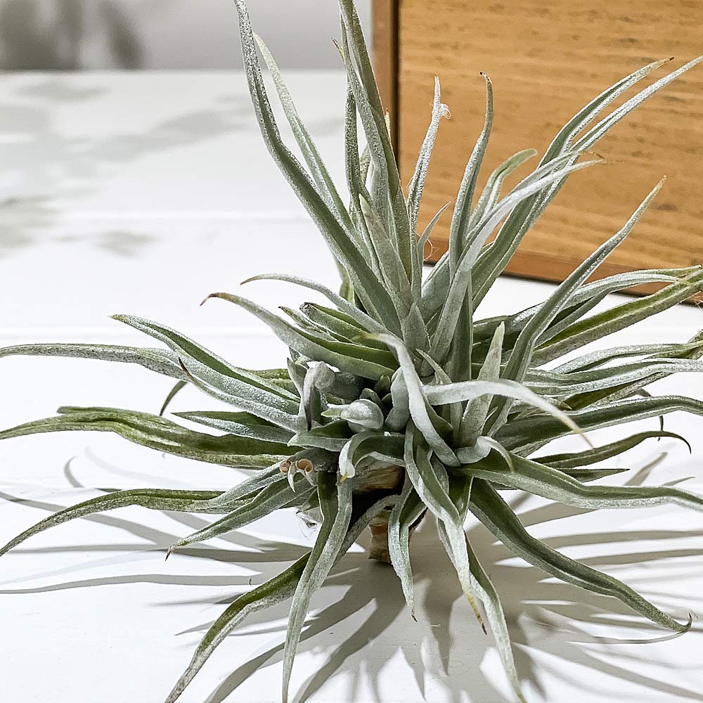 PLANCHU エアプランツ ティランジア ライヘンバッキー クランプ 1株 W15×H15cm前後 育て方説明書付き Tillandsia reichenbachii エアープランツ チランジア