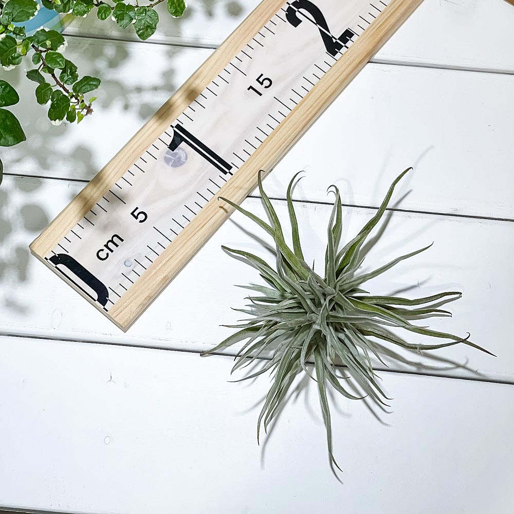 PLANCHU エアプランツ ティランジア ライヘンバッキー クランプ 1株 W15×H15cm前後 育て方説明書付き Tillandsia reichenbachii エアープランツ チランジア