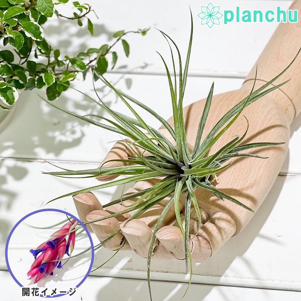 PLANCHU エアプランツ ティランジア ストリクタ マゼンタ 1株 W15×H11cm前後 育て方説明書付き Tillandsia stricta ‘Magenta’ エアープランツ チランジア
