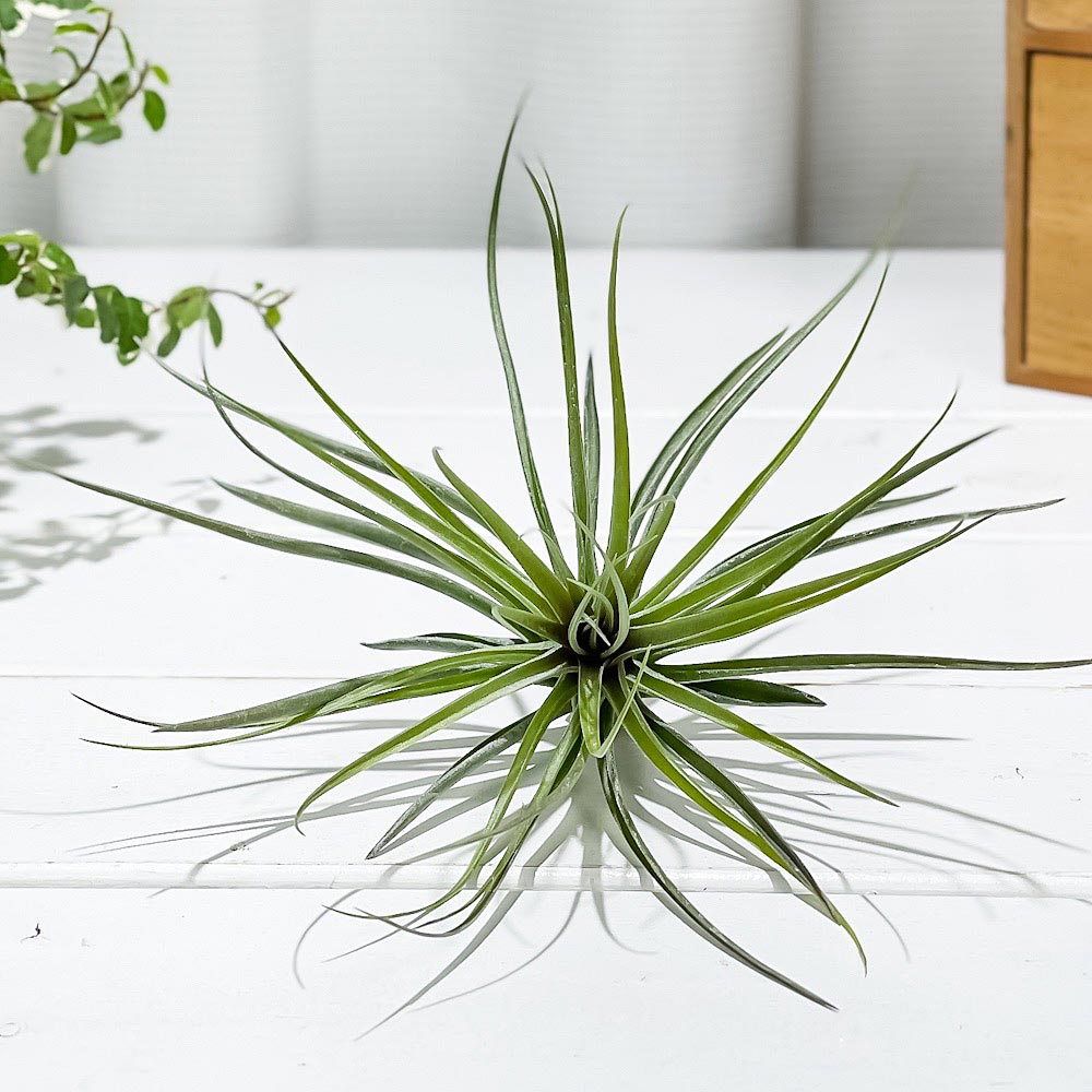 PLANCHU エアプランツ ティランジア ストリクタ マゼンタ 1株 W15×H11cm前後 育て方説明書付き Tillandsia stricta ‘Magenta’ エアープランツ チランジア
