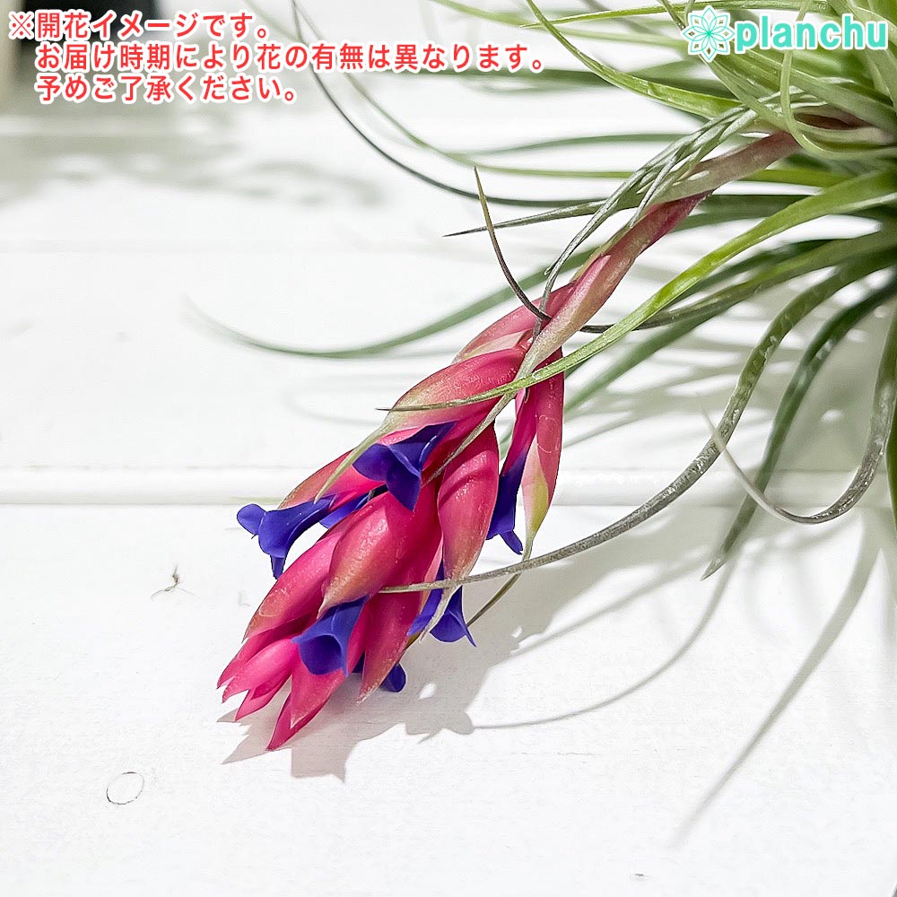 PLANCHU エアプランツ ティランジア ストリクタ マゼンタ 1株 W15×H11cm前後 育て方説明書付き Tillandsia stricta ‘Magenta’ エアープランツ チランジア