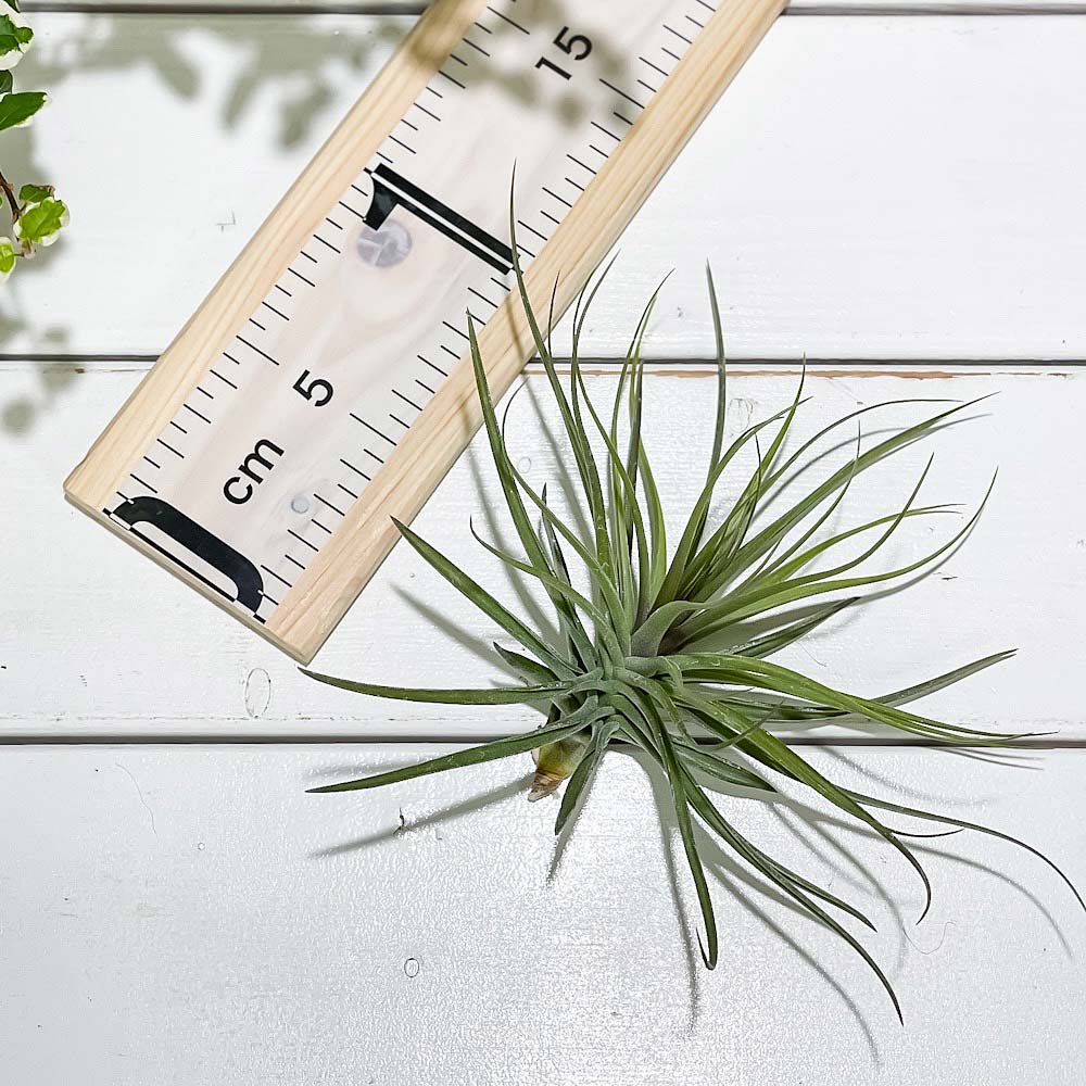 PLANCHU エアプランツ ティランジア ストリクタ マゼンタ 1株 W15×H11cm前後 育て方説明書付き Tillandsia stricta ‘Magenta’ エアープランツ チランジア