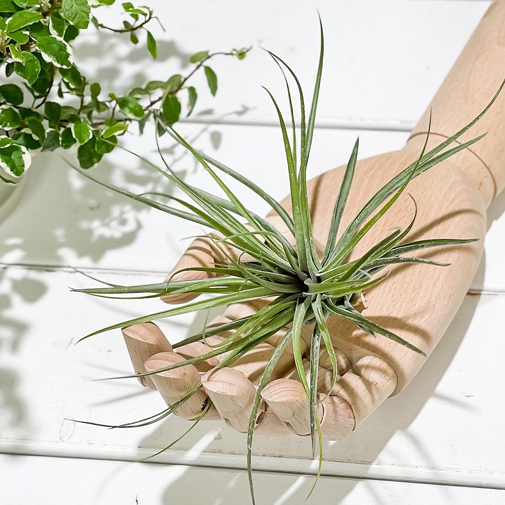 PLANCHU エアプランツ ティランジア ストリクタ マゼンタ 1株 W15×H11cm前後 育て方説明書付き Tillandsia stricta ‘Magenta’ エアープランツ チランジア