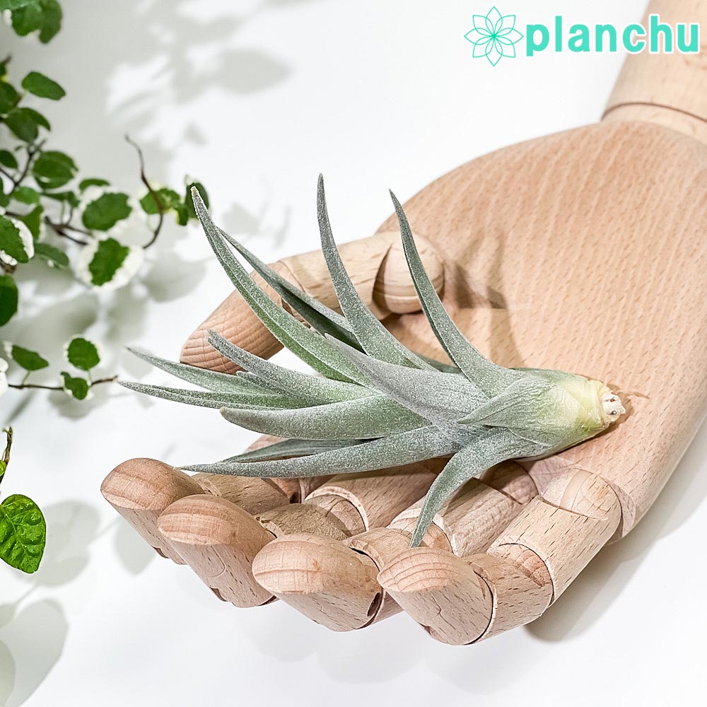 PLANCHU エアプランツ ティランジア アエラントス ザ ピンク 1株 W5×H10cm前後 育て方説明書付き Tillandsia aeranthos ‘The Pink’ エアープランツ チランジア