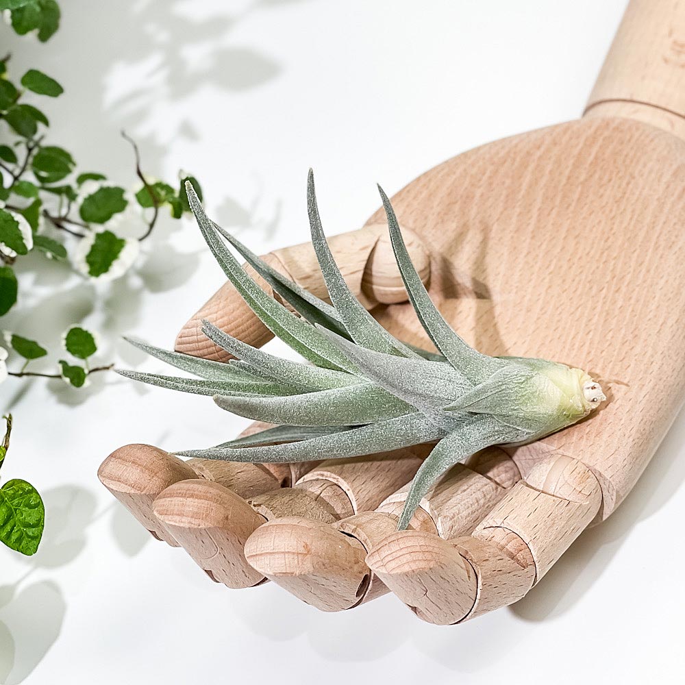PLANCHU エアプランツ ティランジア アエラントス ザ ピンク 1株 W5×H10cm前後 育て方説明書付き Tillandsia aeranthos ‘The Pink’ エアープランツ チランジア