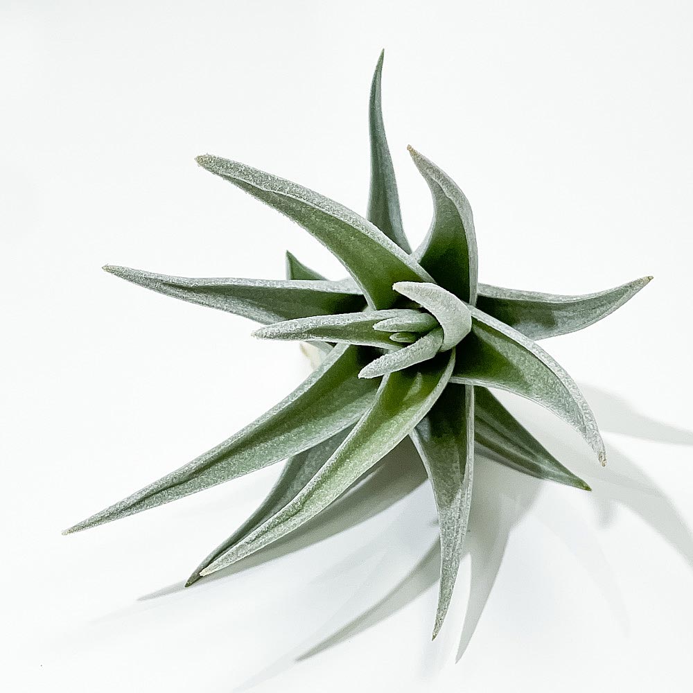 PLANCHU エアプランツ ティランジア アエラントス ザ ピンク 1株 W5×H10cm前後 育て方説明書付き Tillandsia aeranthos ‘The Pink’ エアープランツ チランジア