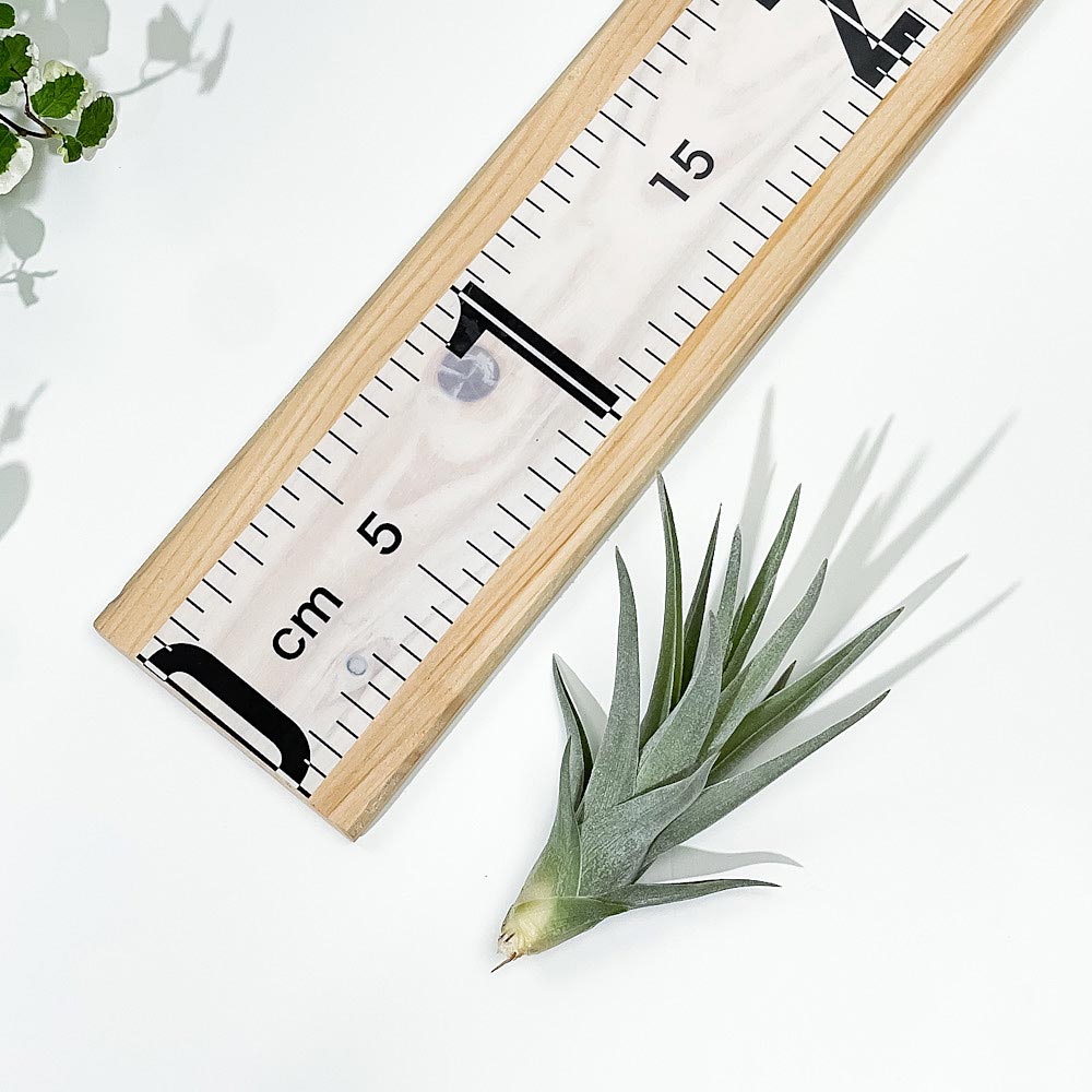 PLANCHU エアプランツ ティランジア アエラントス ザ ピンク 1株 W5×H10cm前後 育て方説明書付き Tillandsia aeranthos ‘The Pink’ エアープランツ チランジア