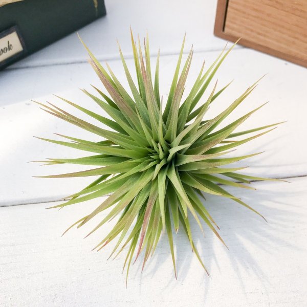PLANCHU エアプランツ ティランジア イオナンタ ファットボーイ 1株 W9×H7cm前後 育て方説明書付き Tillandsia ionantha ‘Fat Boy’ エアープランツ チランジア