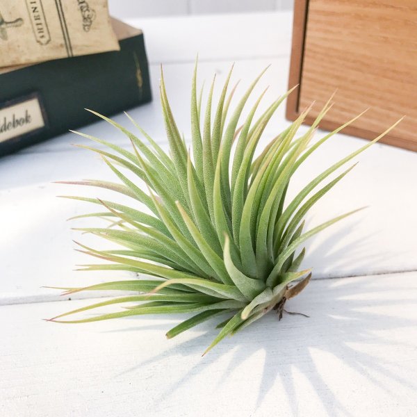 PLANCHU エアプランツ ティランジア イオナンタ ファットボーイ 1株 W9×H7cm前後 育て方説明書付き Tillandsia ionantha ‘Fat Boy’ エアープランツ チランジア