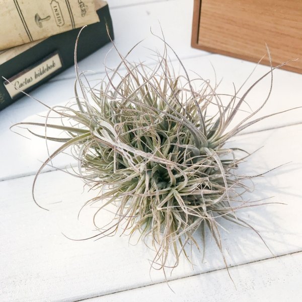 PLANCHU エアプランツ ティランジア エーレルシアナ クランプ 1株 W12×H10cm前後 育て方説明書付き Tillandsia ehlersiana エアープランツ チランジア
