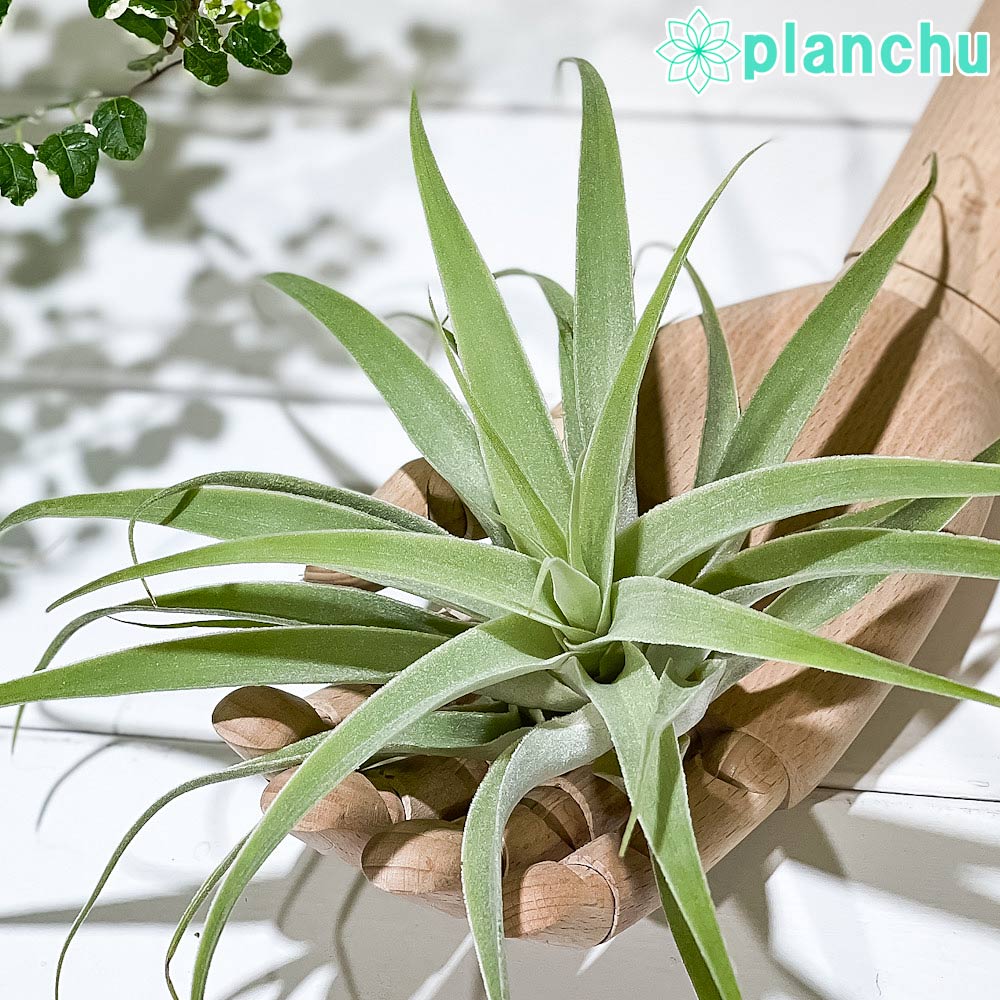 PLANCHU エアプランツ ティランジア カクティコラ XLサイズ 1株 W20×H15cm前後 育て方説明書付き Tillandsia cacticola エアープランツ チランジア
