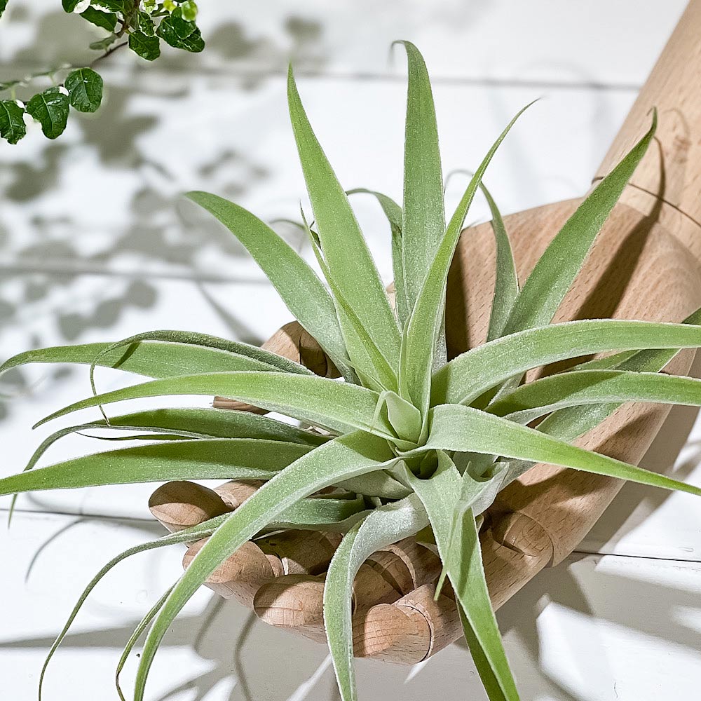PLANCHU エアプランツ ティランジア カクティコラ XLサイズ 1株 W20×H15cm前後 育て方説明書付き Tillandsia cacticola エアープランツ チランジア
