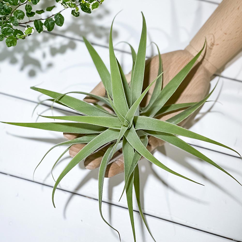 PLANCHU エアプランツ ティランジア カクティコラ XLサイズ 1株 W20×H15cm前後 育て方説明書付き Tillandsia cacticola エアープランツ チランジア