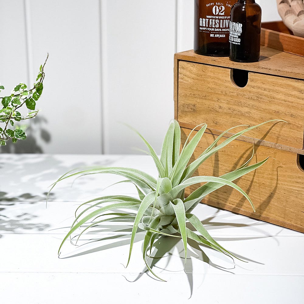 PLANCHU エアプランツ ティランジア カクティコラ XLサイズ 1株 W20×H15cm前後 育て方説明書付き Tillandsia cacticola エアープランツ チランジア