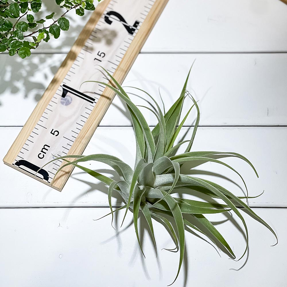 PLANCHU エアプランツ ティランジア カクティコラ XLサイズ 1株 W20×H15cm前後 育て方説明書付き Tillandsia cacticola エアープランツ チランジア