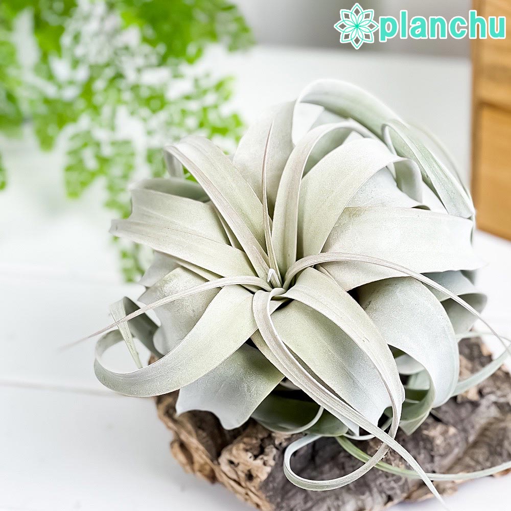 PLANCHU エアプランツ ティランジア キセログラフィカ Mサイズ 1株 W15×H12cm前後 育て方説明書付き Tillandsia xerographica エアープランツ チランジア