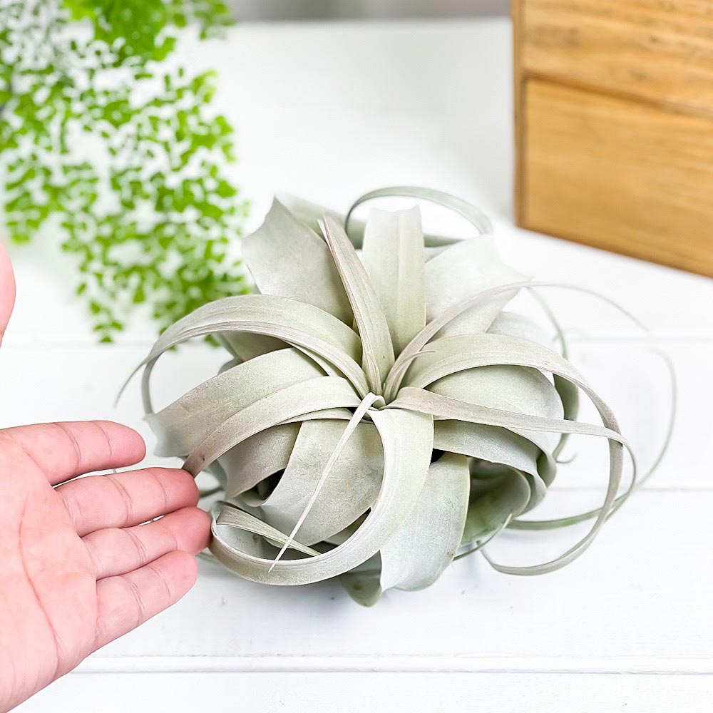 PLANCHU エアプランツ ティランジア キセログラフィカ Mサイズ 1株 W15×H12cm前後 育て方説明書付き Tillandsia xerographica エアープランツ チランジア
