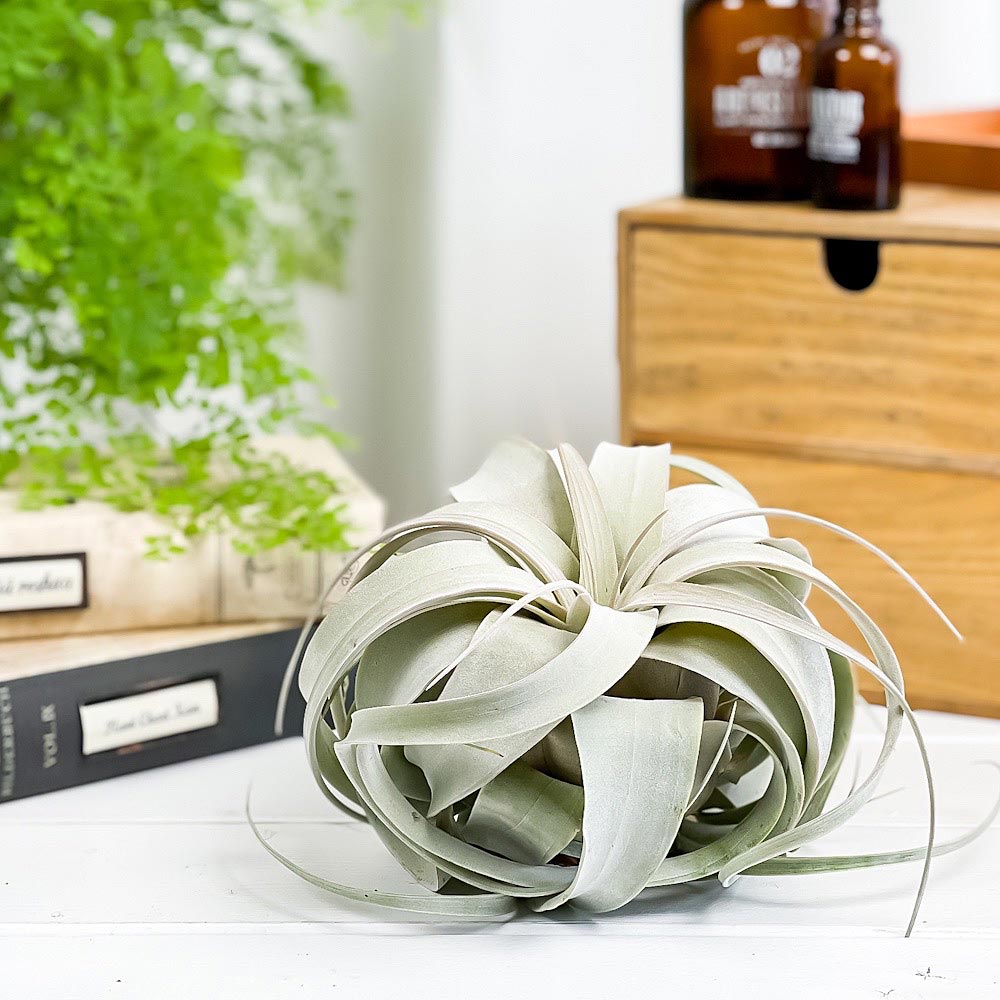 PLANCHU エアプランツ ティランジア キセログラフィカ Mサイズ 1株 W15×H12cm前後 育て方説明書付き Tillandsia xerographica エアープランツ チランジア