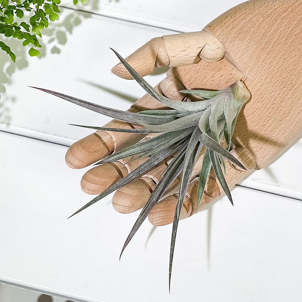 PLANCHU エアプランツ ティランジア ストリクタ パープルレイン 1株 W12×H12cm前後 育て方説明書付き Tillandsia stricta ‘Purple Rain’ エアープランツ チランジア