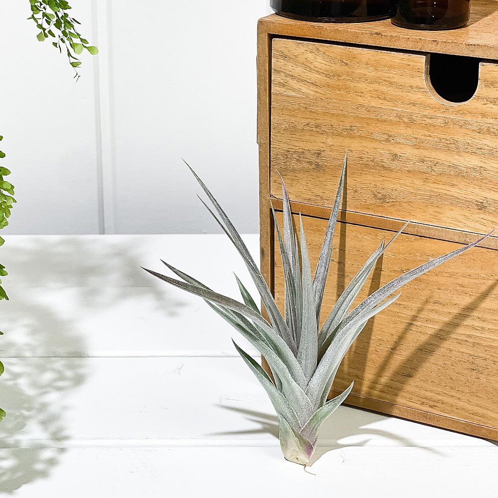 PLANCHU エアプランツ ティランジア ストリクタ パープルレイン 1株 W12×H12cm前後 育て方説明書付き Tillandsia stricta ‘Purple Rain’ エアープランツ チランジア