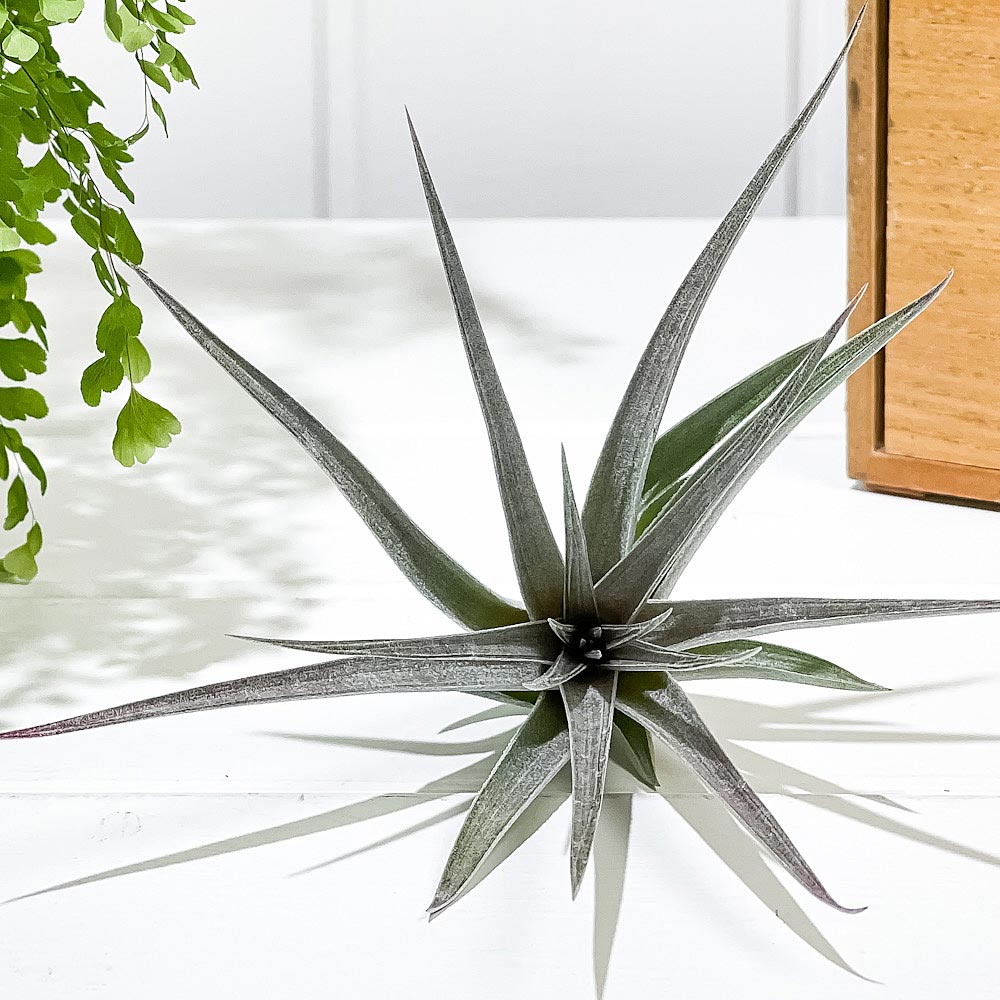 PLANCHU エアプランツ ティランジア ストリクタ パープルレイン 1株 W12×H12cm前後 育て方説明書付き Tillandsia stricta ‘Purple Rain’ エアープランツ チランジア