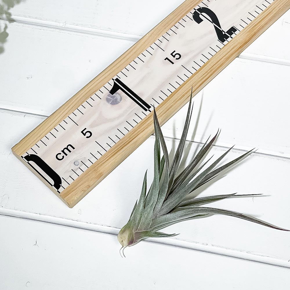 PLANCHU エアプランツ ティランジア ストリクタ パープルレイン 1株 W12×H12cm前後 育て方説明書付き Tillandsia stricta ‘Purple Rain’ エアープランツ チランジア