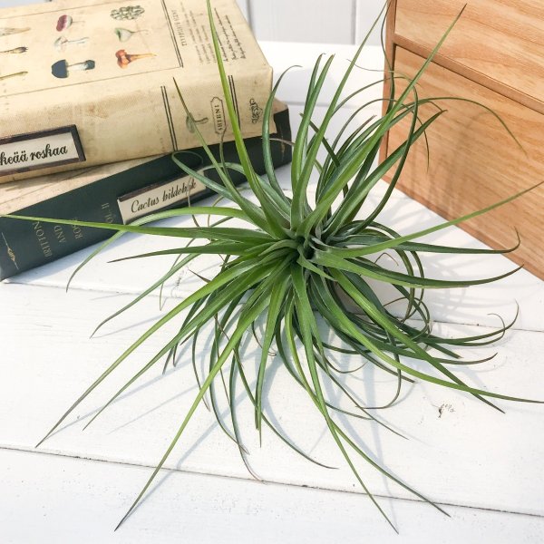 PLANCHU エアプランツ ティランジア ストリクタ フーゴ 1株 W18×H13cm前後 育て方説明書付き Tillandsia stricta ‘Hugo’ エアープランツ チランジア