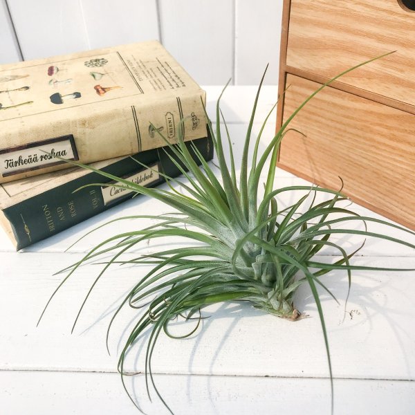 PLANCHU エアプランツ ティランジア ストリクタ フーゴ 1株 W18×H13cm前後 育て方説明書付き Tillandsia stricta ‘Hugo’ エアープランツ チランジア