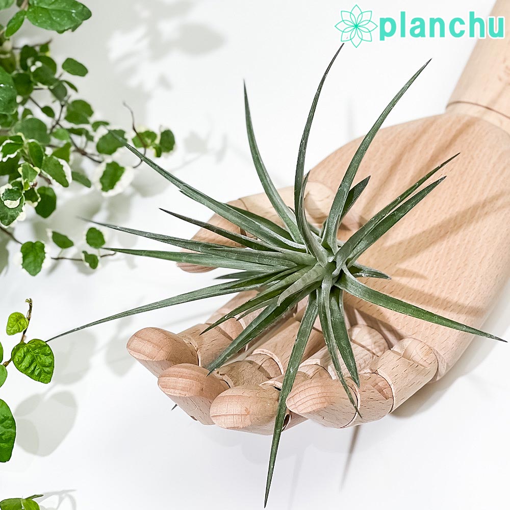 PLANCHU エアプランツ ティランジア ストリクタ ブラックビューティー 1株 W18×H15cm前後 育て方説明書付き Tillandsia stricta ‘Black Beauty’ エアープランツ チランジア