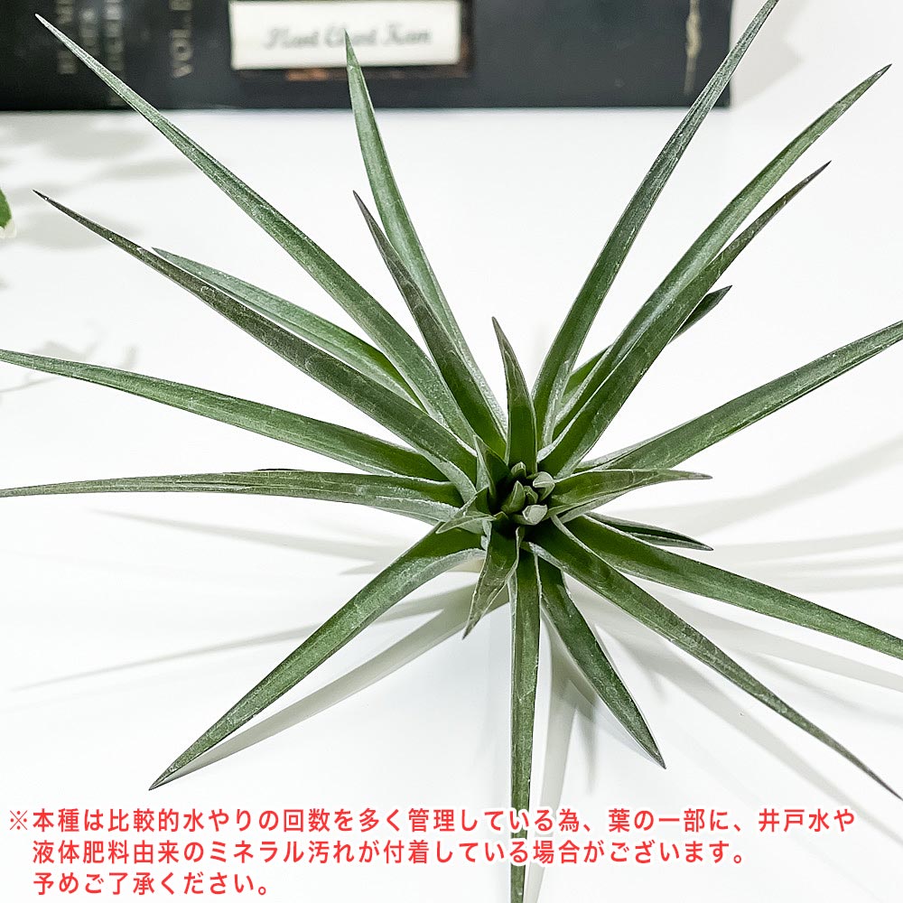 PLANCHU エアプランツ ティランジア ストリクタ ブラックビューティー 1株 W18×H15cm前後 育て方説明書付き Tillandsia stricta ‘Black Beauty’ エアープランツ チランジア