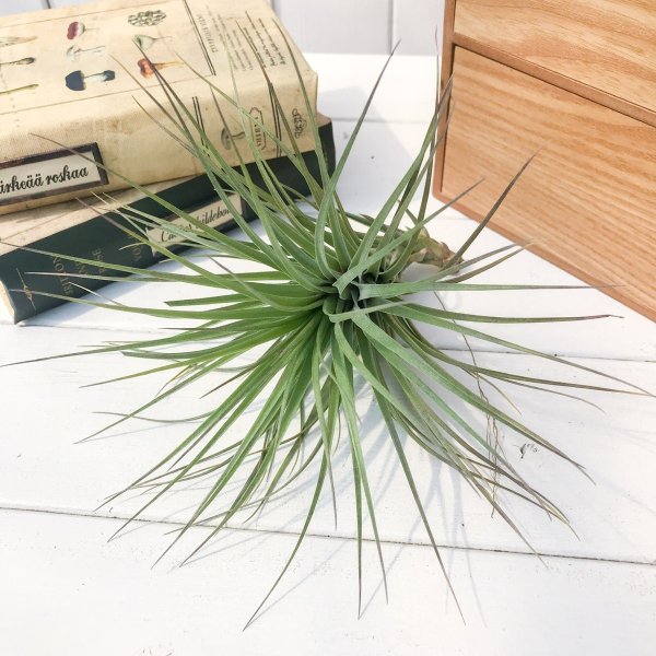 PLANCHU エアプランツ ティランジア ストリクタ マハラジャ 1株 W18×H18cm前後 育て方説明書付き Tillandsia stricta ‘Maharaja’ エアープランツ チランジア