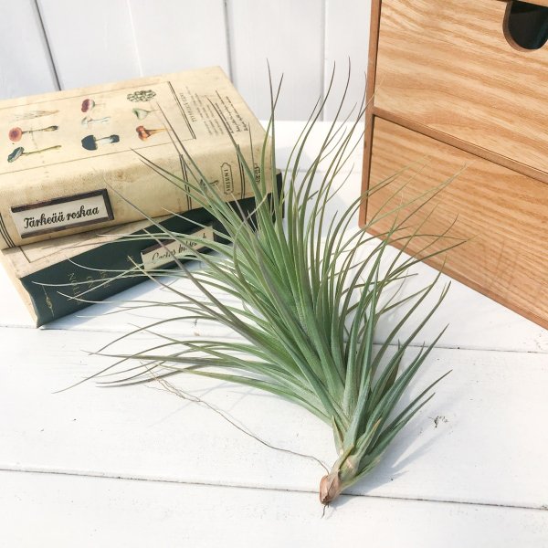 PLANCHU エアプランツ ティランジア ストリクタ マハラジャ 1株 W18×H18cm前後 育て方説明書付き Tillandsia stricta ‘Maharaja’ エアープランツ チランジア